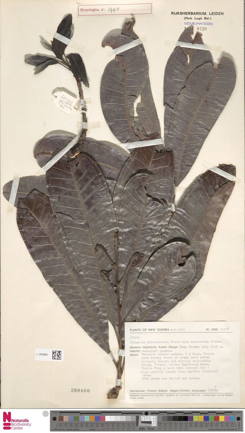 Finschia chloroxantha var. macrocarpa photo 2