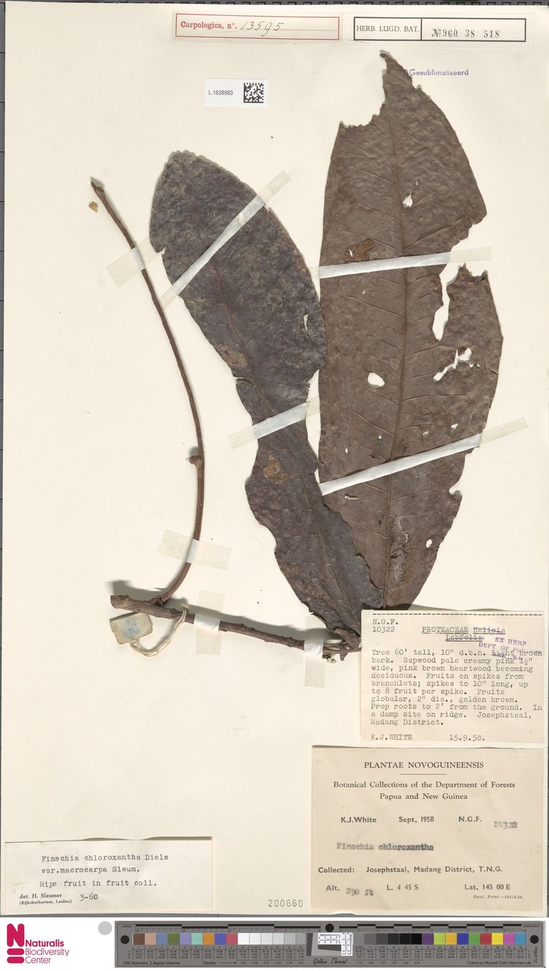Finschia chloroxantha var. macrocarpa photo 3