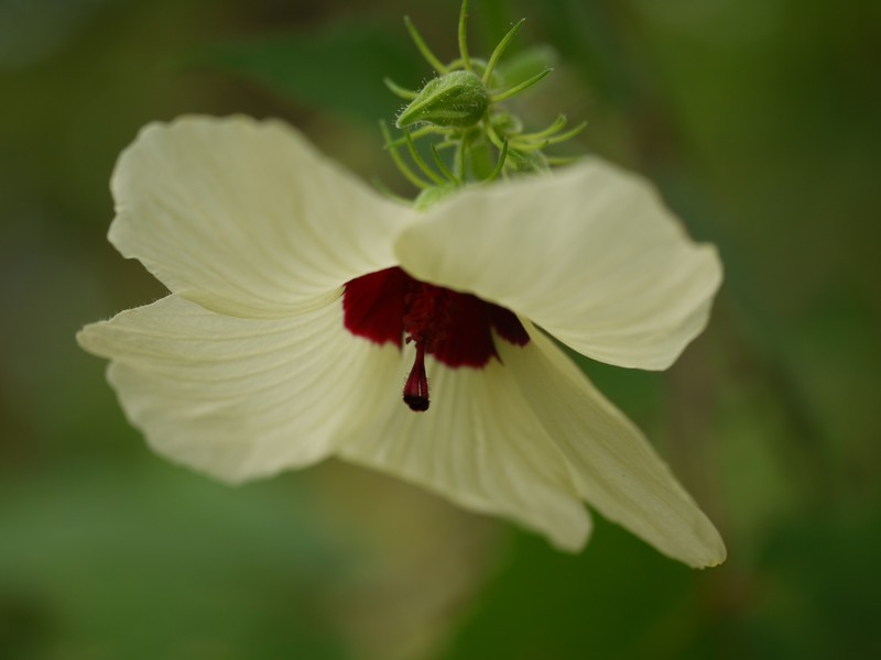 Tropical Fanleaf