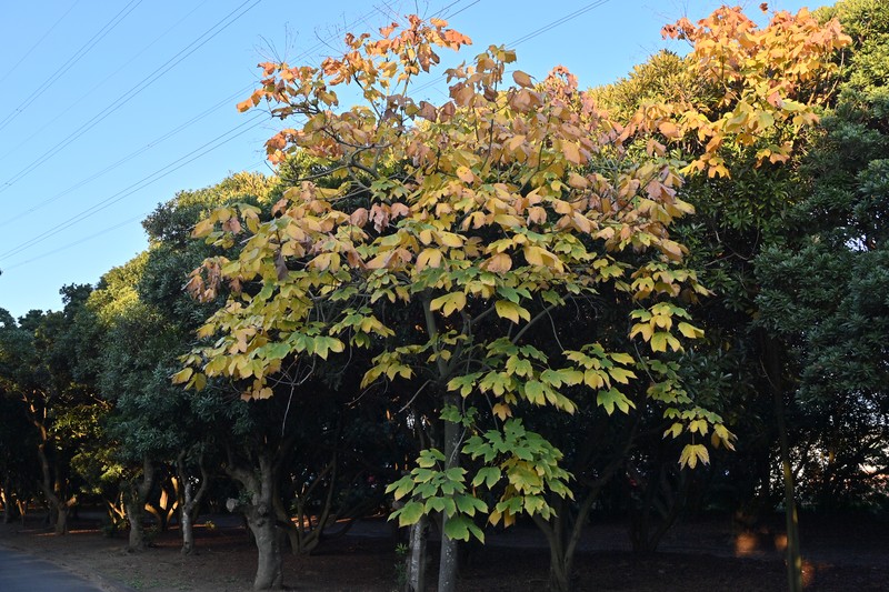 Chinese Parasoltree photo 4