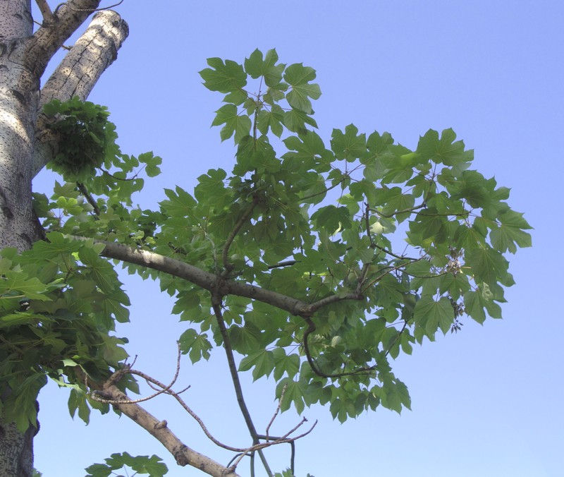 Chinese Parasoltree photo 5