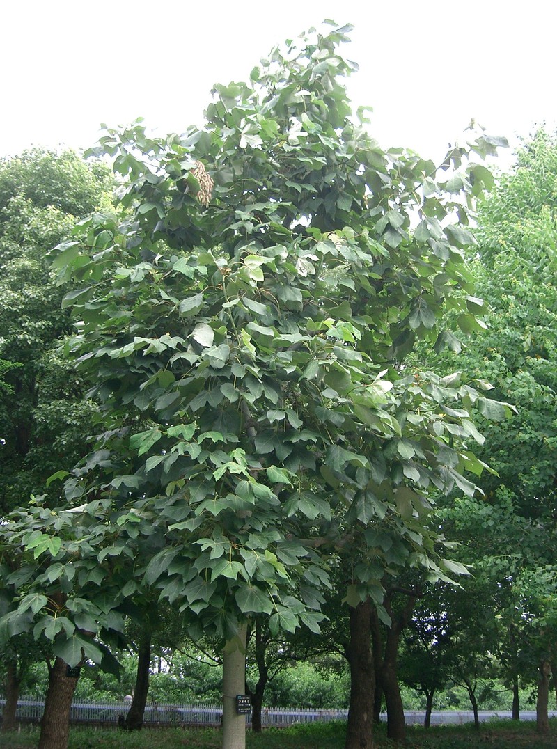 Chinese Parasoltree