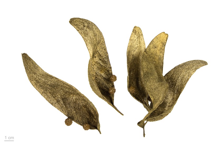Chinese Parasoltree photo 2
