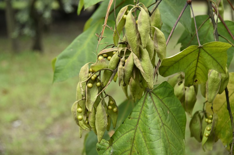 Chinese Parasoltree photo 3