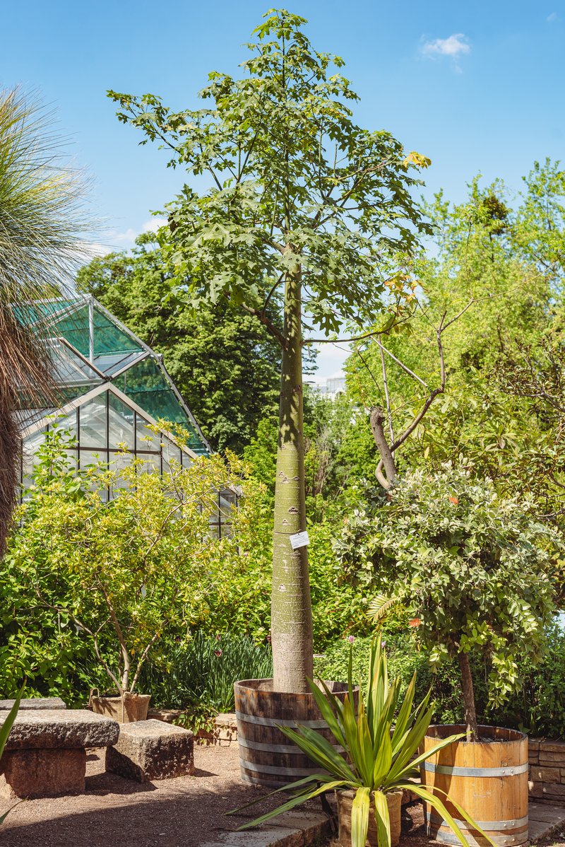 Chinese Parasoltree photo 6
