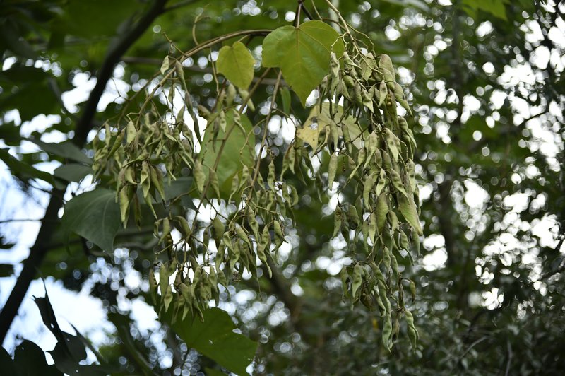 Chinese Parasoltree photo 7