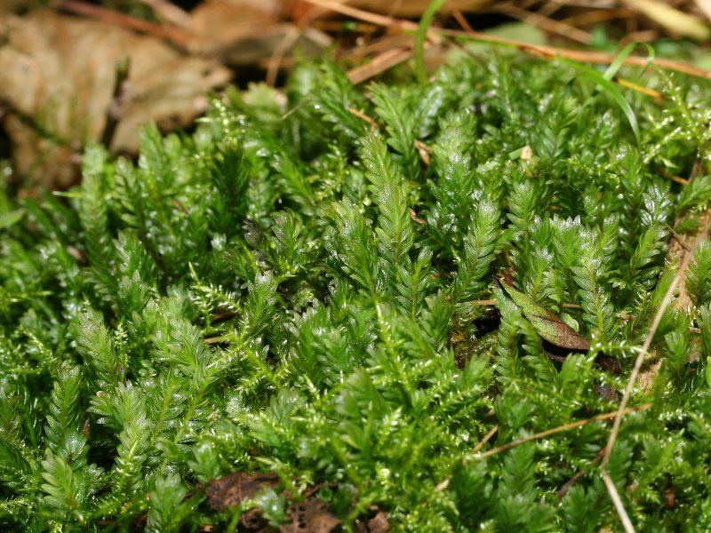 Fissidens Moss