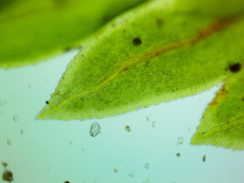Fissidens Moss