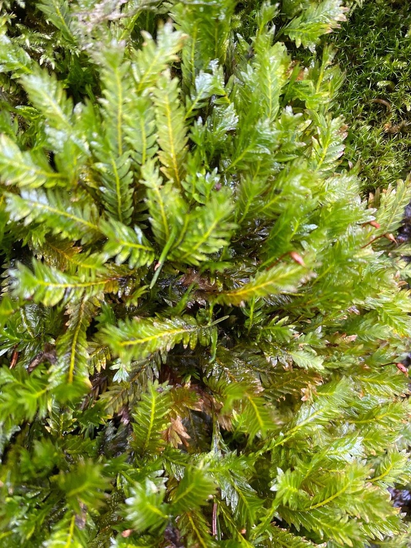 Fissidens Moss photo 2