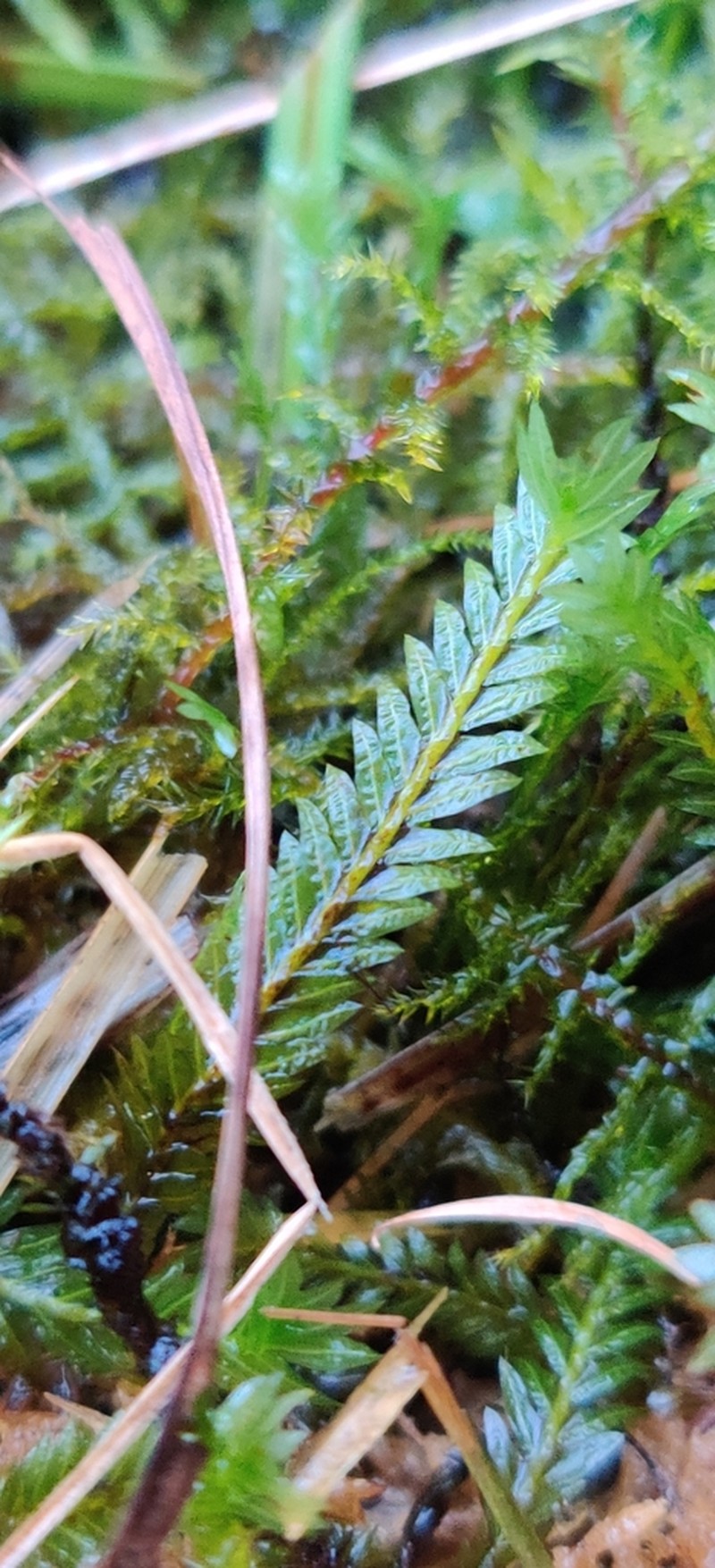 Fissidens Moss photo 3