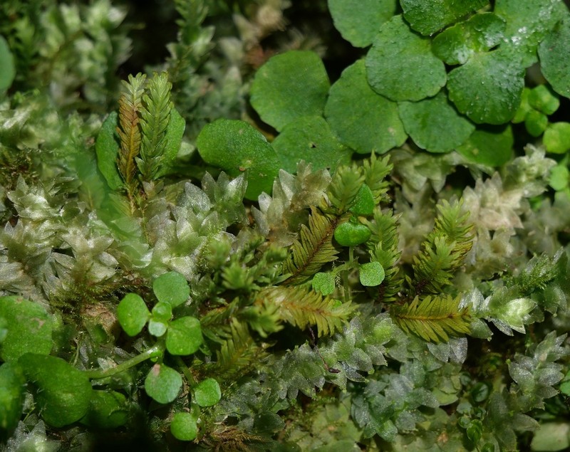 Fissidens Moss photo 4