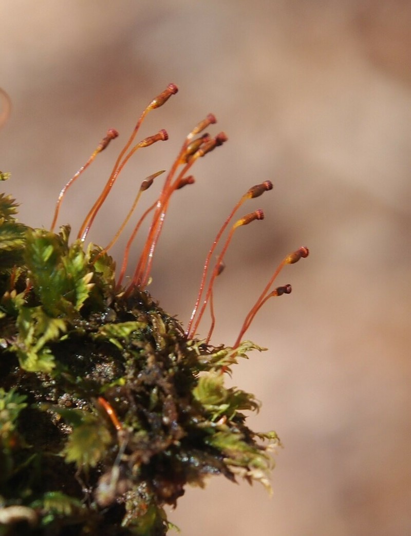 Fissidens Moss photo 5