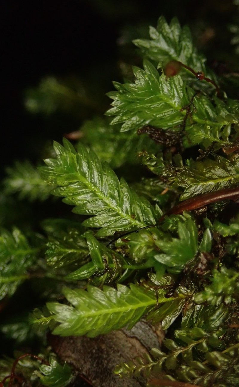 Fissidens Moss photo 6