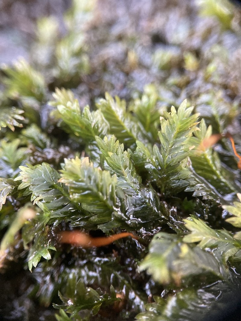 Fissidens Moss photo 7