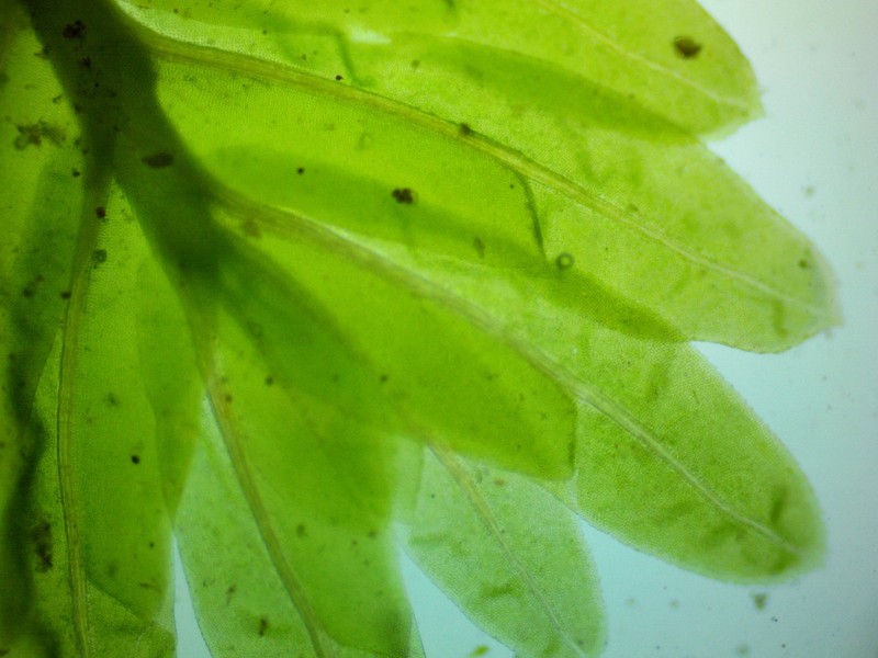Fissidens Moss photo 8