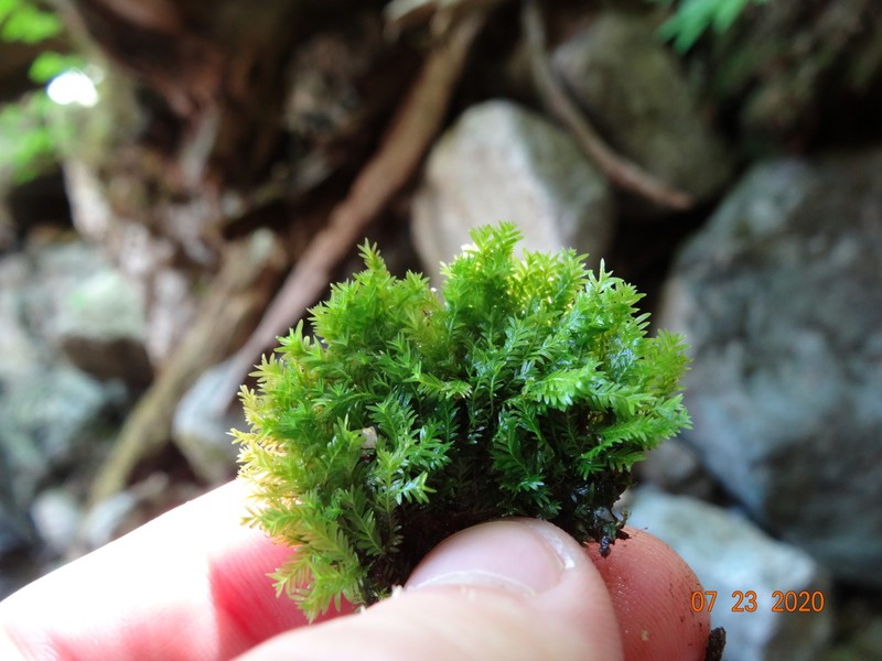 Fissidens Moss