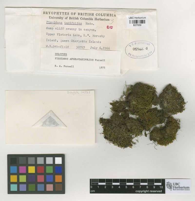 Fissidens Moss photo 7