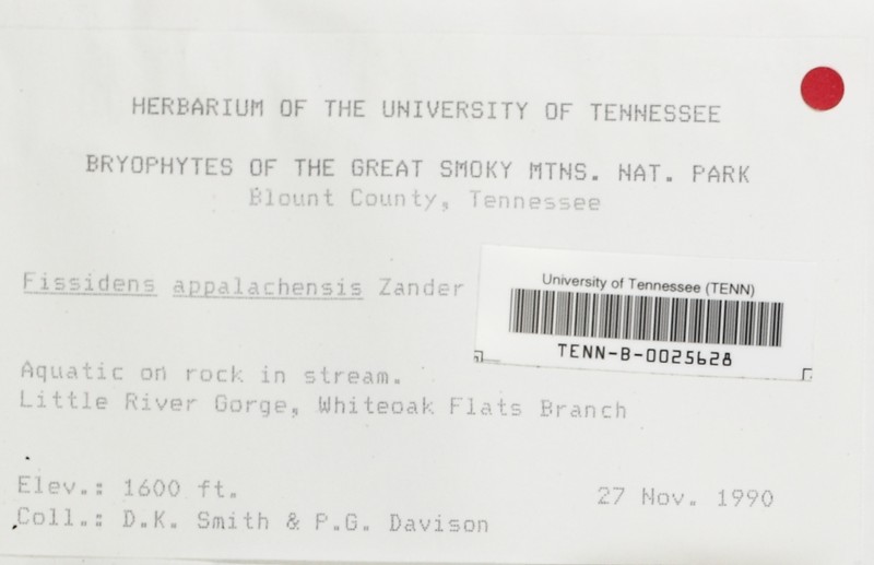 Appalachian Fissidens Moss photo 2