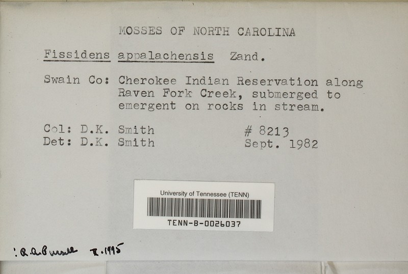 Appalachian Fissidens Moss photo 5