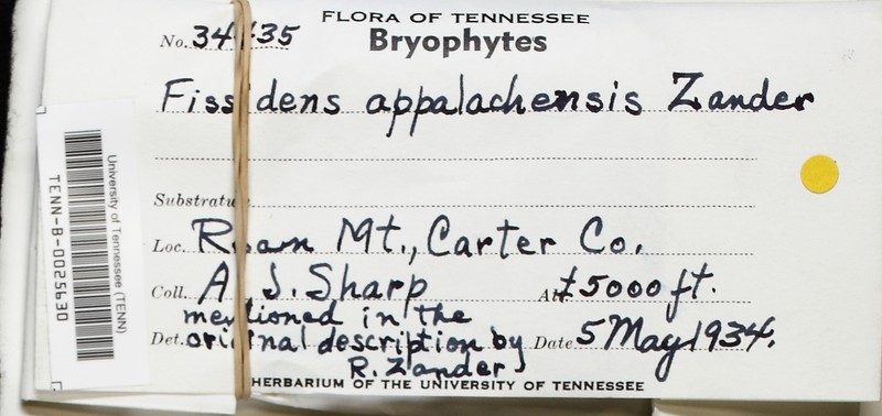 Appalachian Fissidens Moss photo 6