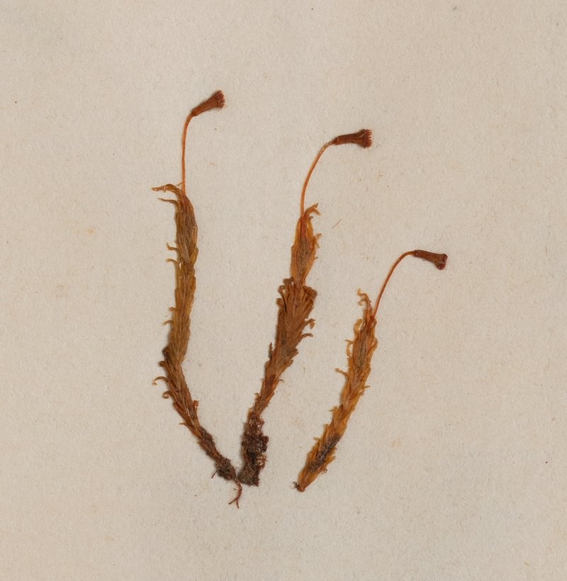 Asplenium Fissidens Moss