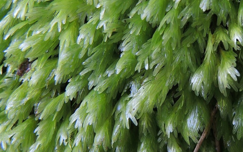 Asplenium Fissidens Moss