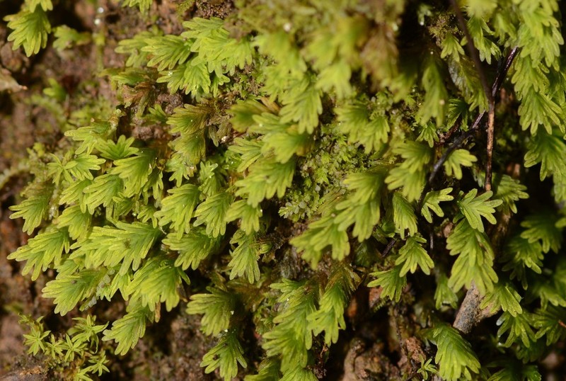 Asplenium Fissidens Moss photo 2