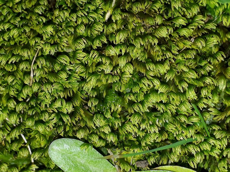 Asplenium Fissidens Moss photo 3
