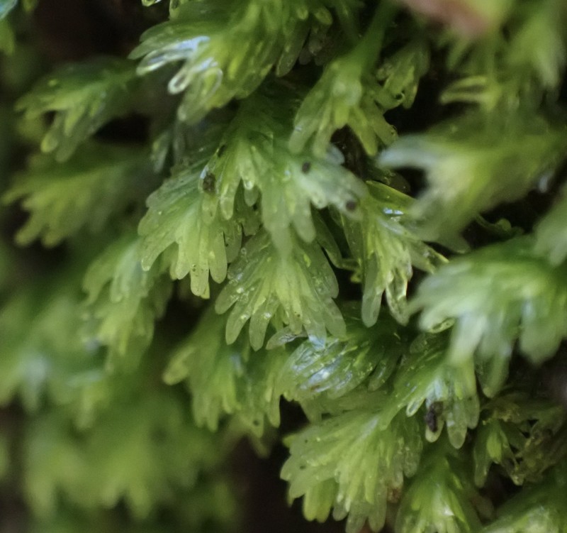 Asplenium Fissidens Moss photo 4