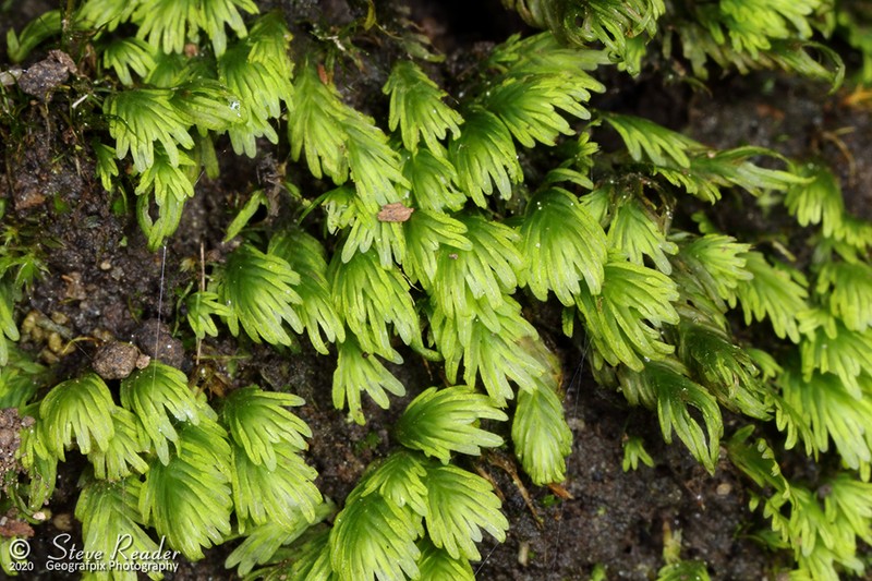 Asplenium Fissidens Moss photo 5