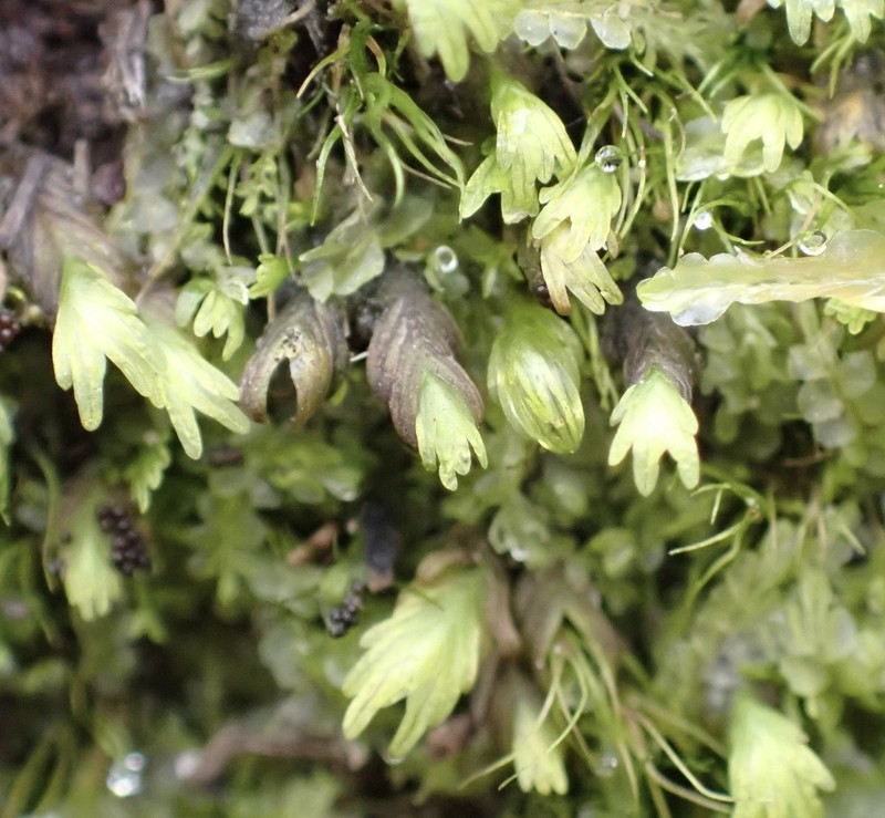 Asplenium Fissidens Moss photo 6