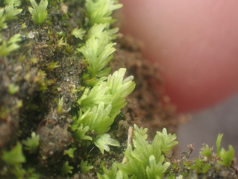 Asplenium Fissidens Moss photo 7