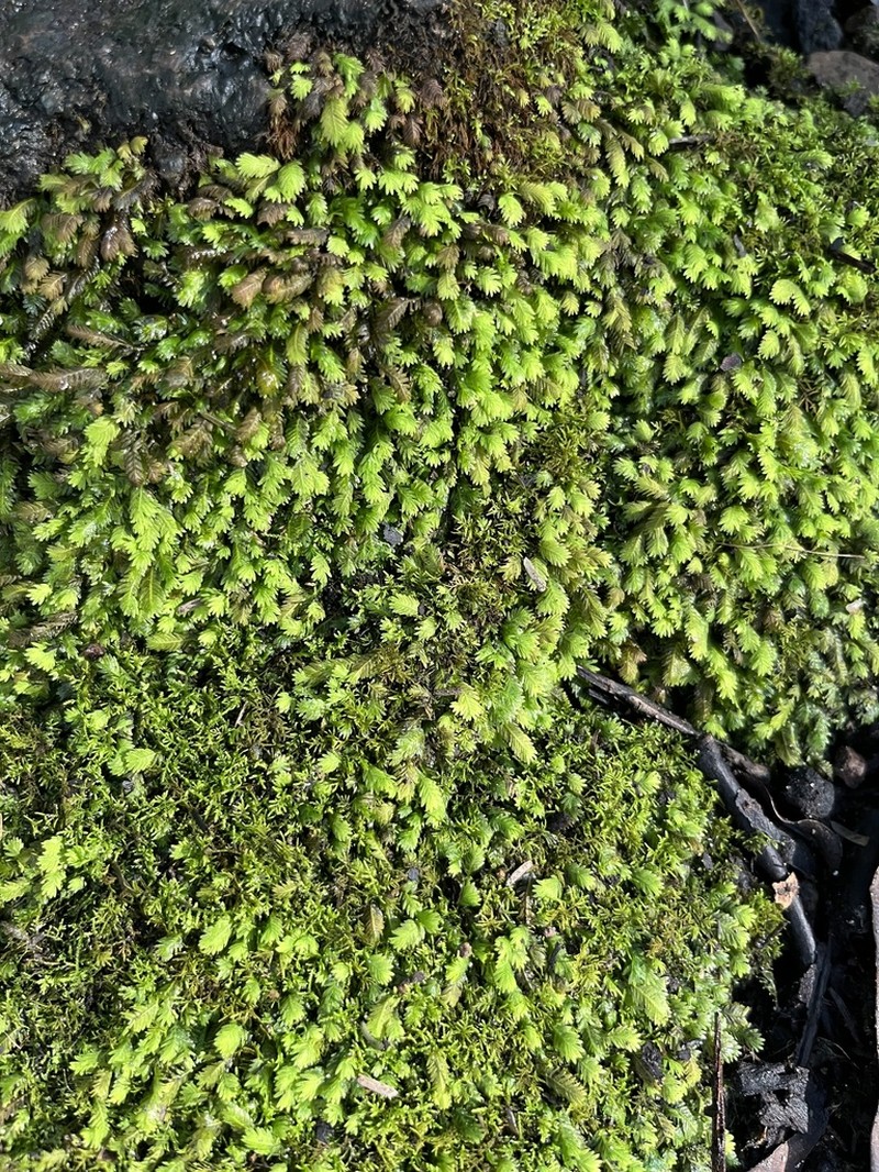 Asplenium Fissidens Moss photo 8