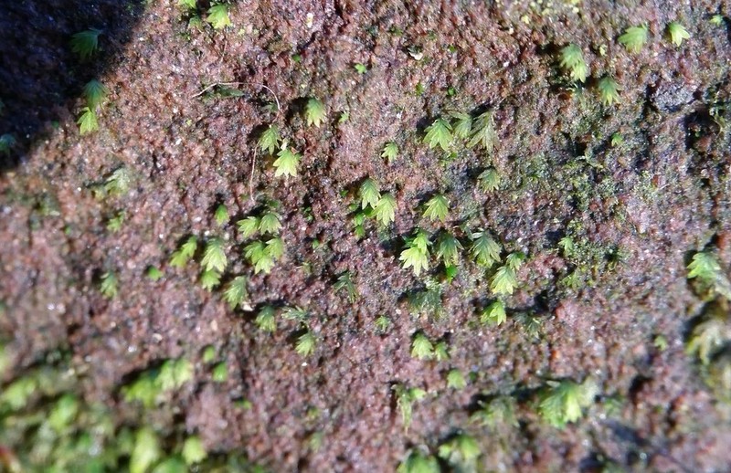 Bryoid Fissidens Moss