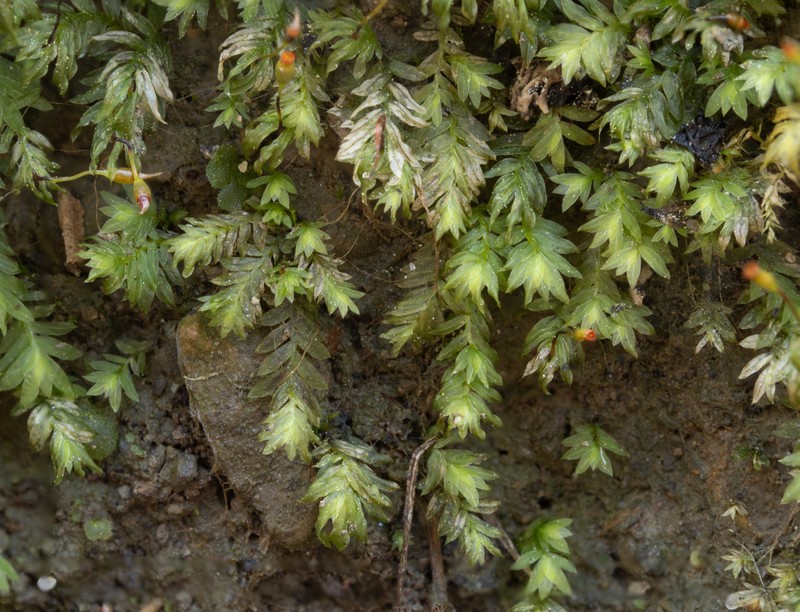 Bryoid Fissidens Moss photo 2