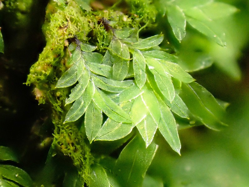 Bryoid Fissidens Moss photo 3
