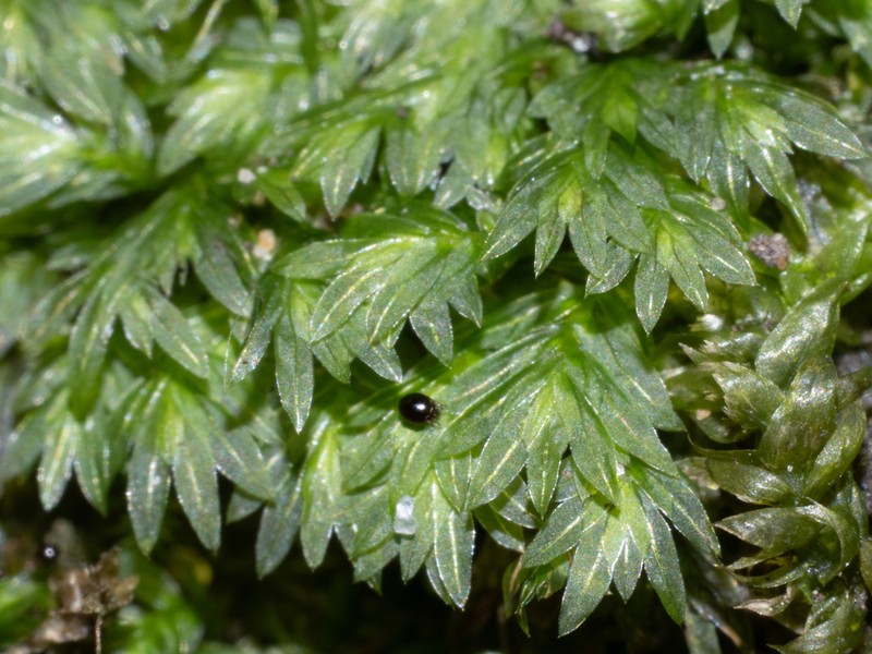 Bryoid Fissidens Moss photo 4