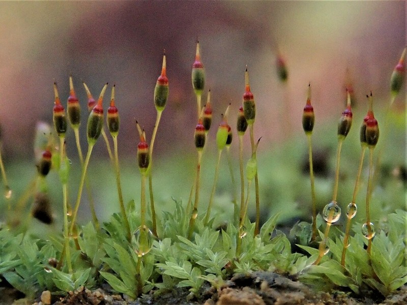 Bryoid Fissidens Moss photo 5