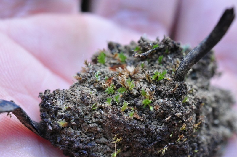 Bryoid Fissidens Moss photo 6