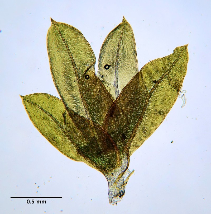 Bryoid Fissidens Moss photo 7