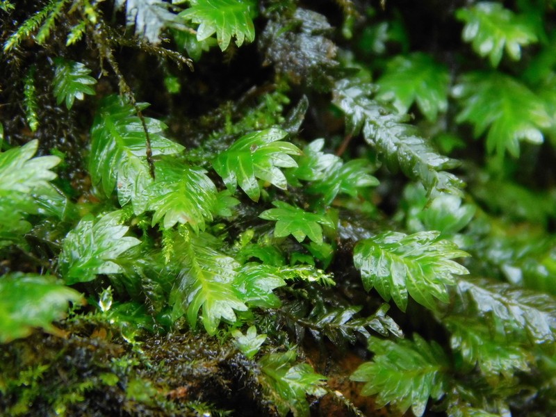 Bryoid Fissidens Moss photo 8