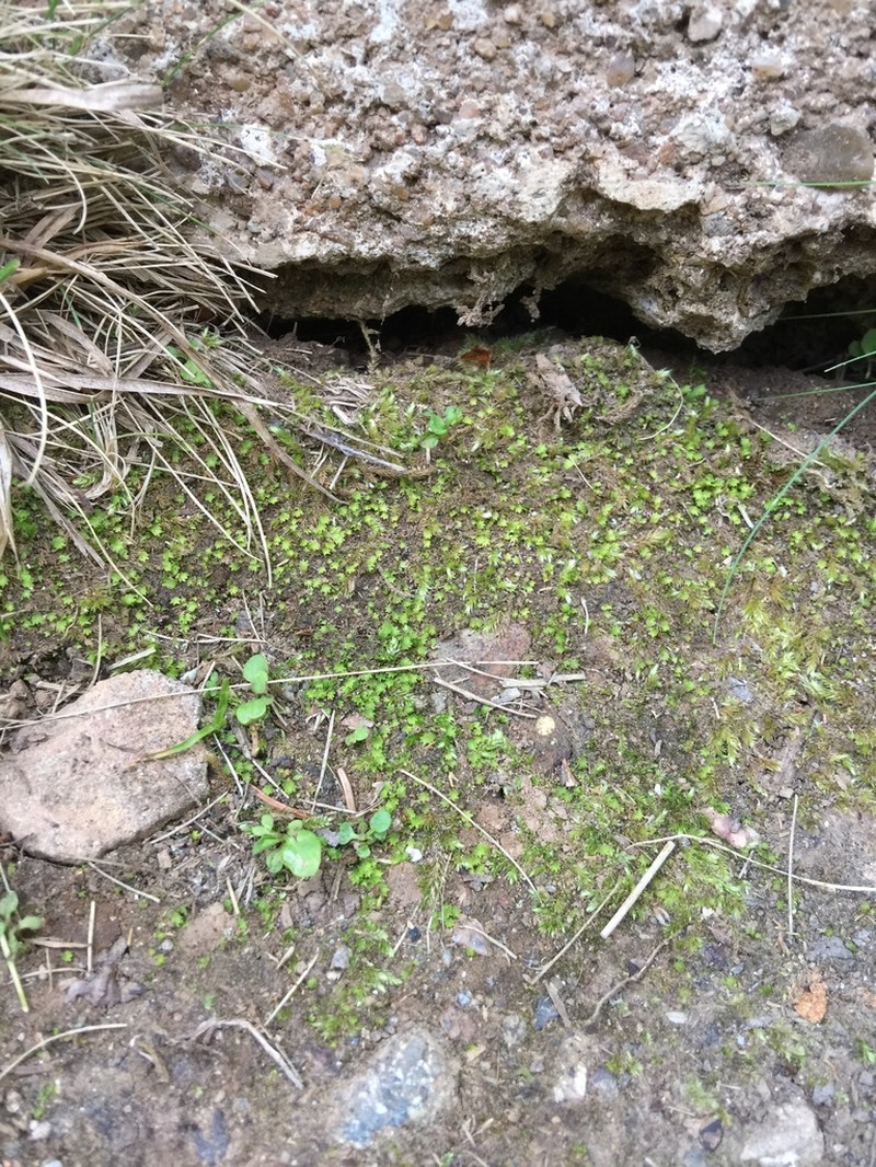 Bush's Fissidens Moss