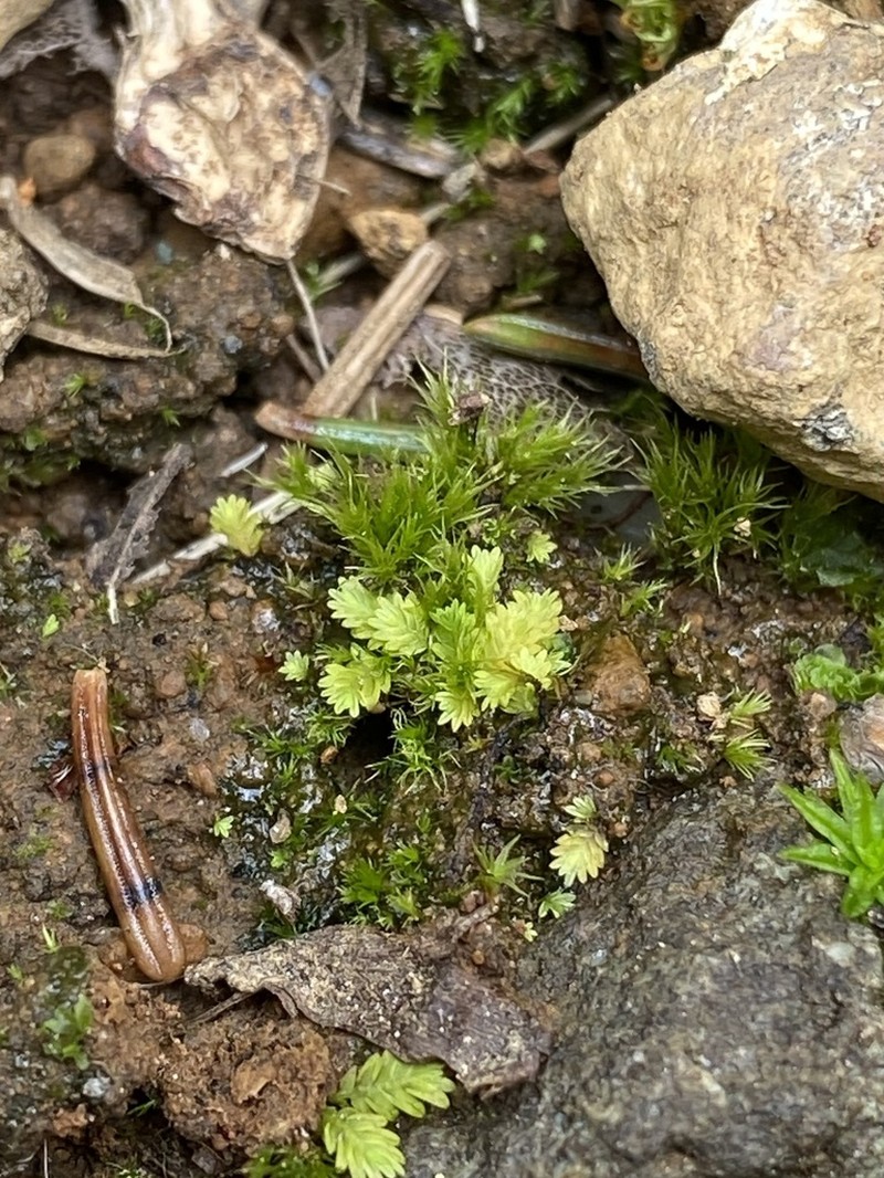 Bush's Fissidens Moss photo 2