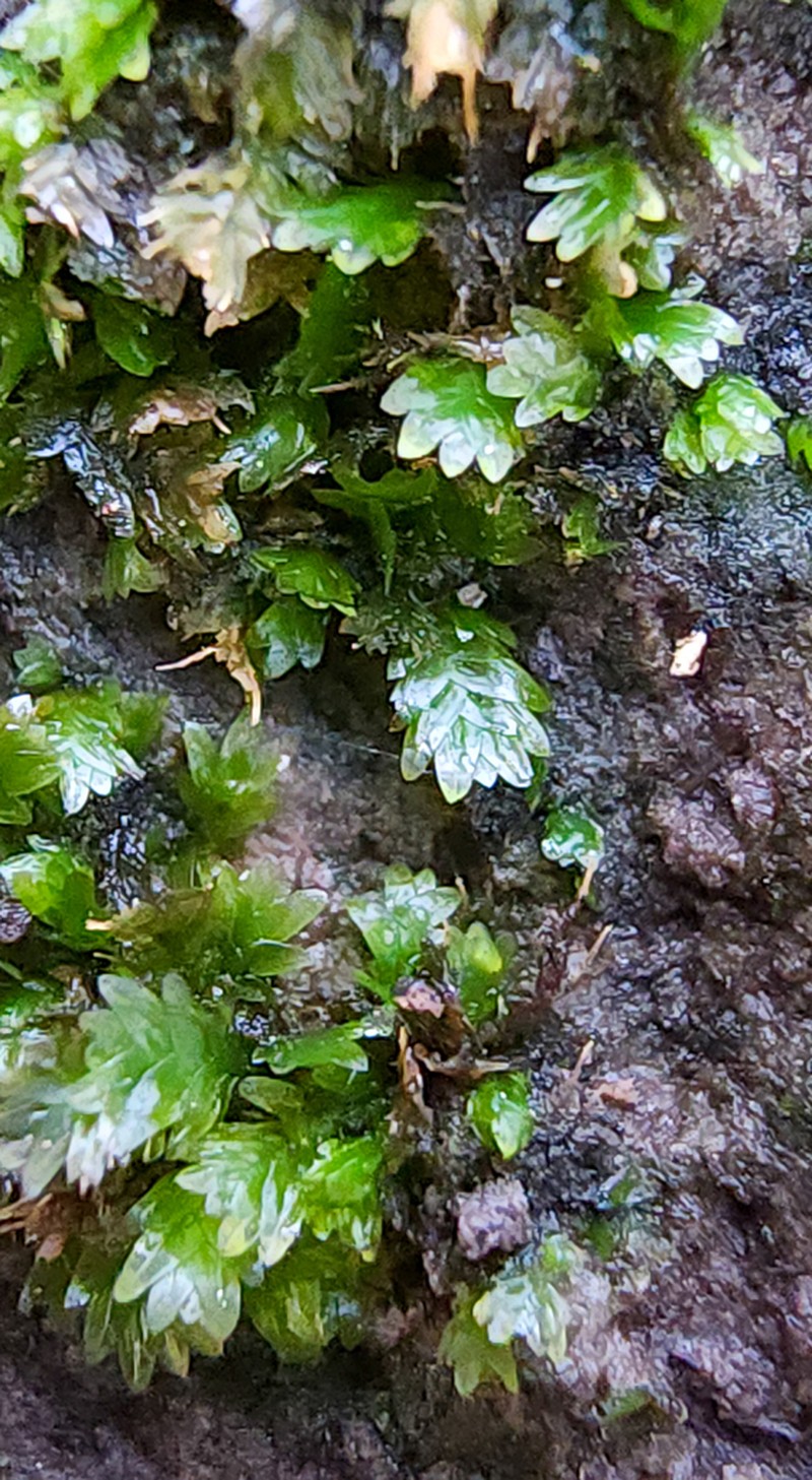 Bush's Fissidens Moss photo 3