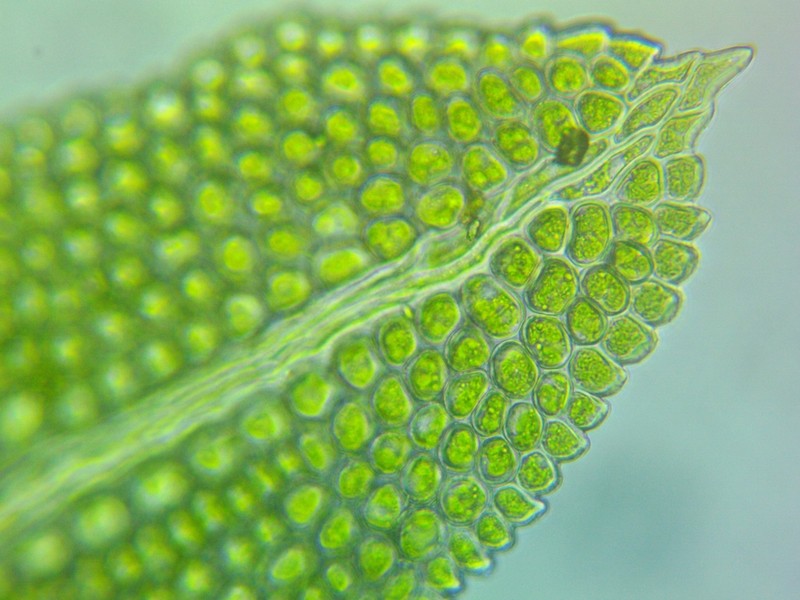 Bush's Fissidens Moss photo 4