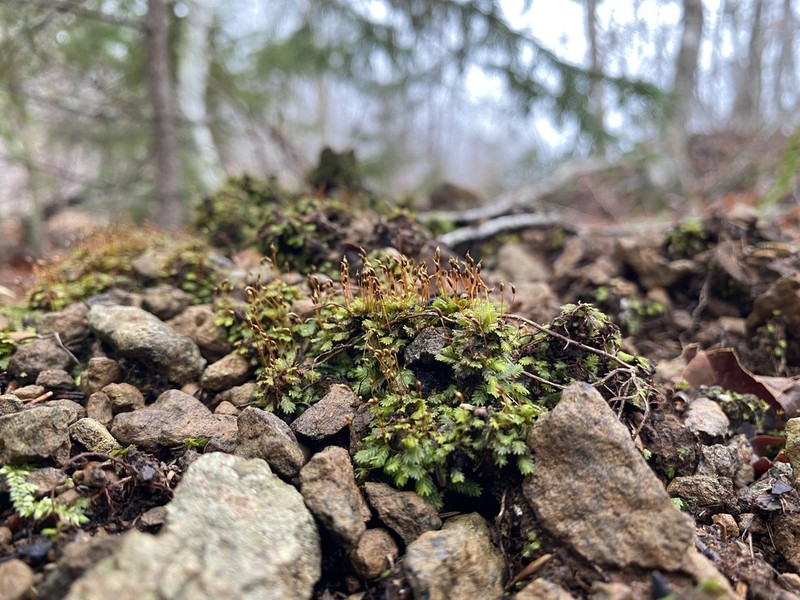 Bush's Fissidens Moss photo 5