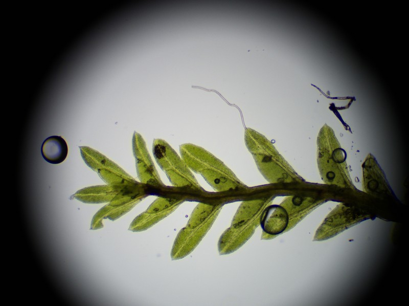 Bush's Fissidens Moss photo 6