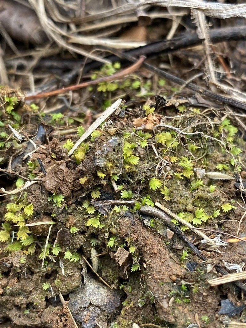 Bush's Fissidens Moss photo 7