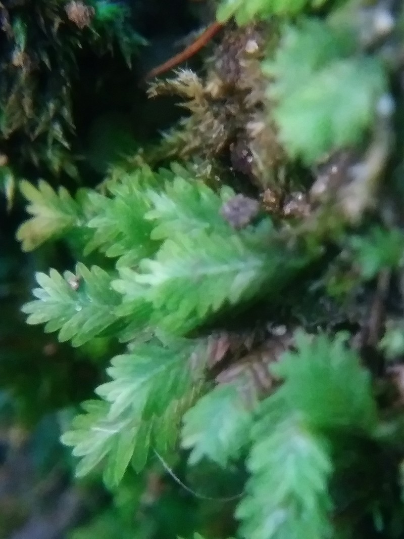 Bush's Fissidens Moss photo 8