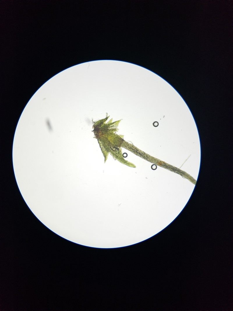 Fissidens Moss